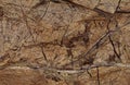 Natural Rain Forest Brown marble texture