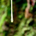 Natural Rain Forest Water Droplet