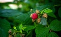 Natural raspberry on a bush branch, ripe raspberries in the garden. Red berry. Royalty Free Stock Photo