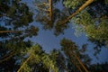 Natural Real Night Starry Sky Above Green Pine Trees In Forest Park