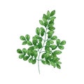 Natural realistic drawing of Miracle Tree or Moringa oleifera. Herb or herbaceous plant used in traditional medicine Royalty Free Stock Photo