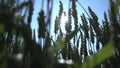 Natural recourses wheat field