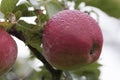 Natural Red Apple with Dew drops Royalty Free Stock Photo