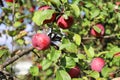 Natural red apples with green leaves on branches of apple tree, organic farming Royalty Free Stock Photo