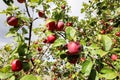 Natural red apples with green leaves on branches of apple tree, organic farming Royalty Free Stock Photo