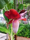 Natural red banana flower. Royalty Free Stock Photo