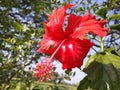 Natural red flower image, red flowers with blurred background