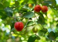 Natural red fresh organic home garden plant cherry on the tree