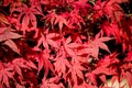 Natural red maple leaf background Royalty Free Stock Photo