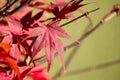 Natural red maple leaf background Royalty Free Stock Photo