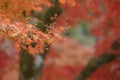 Natural red maple leaf orange background Royalty Free Stock Photo