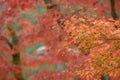 Natural red maple leaf orange background Royalty Free Stock Photo