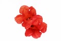 Natural red orange nasturtium flowers with a petals on white background