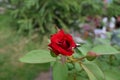 Natural Red Rose Royalty Free Stock Photo