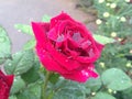 Natural red rose flowers, Sri Lanka Royalty Free Stock Photo