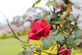 Natural Red Rose in the tree