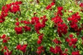 Natural red rosebush background.