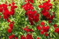 Natural red rosebush background.