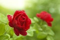 Natural red roses