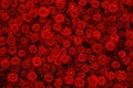 Natural red roses background, flowers wall Royalty Free Stock Photo