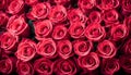 Natural red roses background, flowers wall Royalty Free Stock Photo