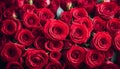 Natural red roses background, flowers wall Royalty Free Stock Photo