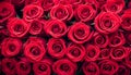 Natural red roses background, flowers wall Royalty Free Stock Photo