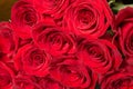 Natural red roses closeup. Background Royalty Free Stock Photo