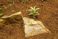 Natural Red Sandy Soil Rocks and Green Plants