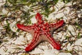 Natural red sea star Royalty Free Stock Photo