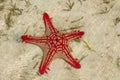 Natural red seastar laying on sand Royalty Free Stock Photo