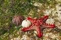 Natural red seastar and shells Royalty Free Stock Photo