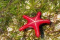Natural red seastar turned upsidedown Royalty Free Stock Photo
