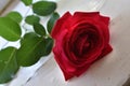 Perfectly beautiful and red queen of flowers - a rose on an antique table.