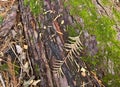 Natural Redwood Bark and Moss texture