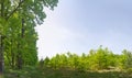 Natural regeneration in clear-cutting forest area. Royalty Free Stock Photo