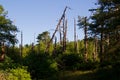 Natural regeneration of a forest