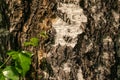 Natural Relief and Rough Bark Texture of Old Birch