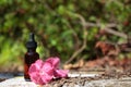 Flower mockup for presentation of cosmetic, medical product. Natural remedies, aromatherapy Royalty Free Stock Photo