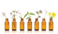 Bottle of essential oil with herbs holy flower.