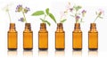 Bottles of essential oil with herbs holy flower