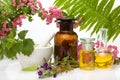 Natural remedies - fresh herbs Royalty Free Stock Photo