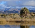 Natural reserve of Maspalomas, Gran Canaria, Spain Royalty Free Stock Photo