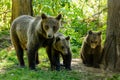 Bears in a forest from Zarnesti natural reserve, near Brasov, Transylvania, Romania Royalty Free Stock Photo