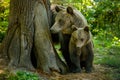 Bears in a forest from Zarnesti natural reserve, near Brasov, Transylvania, Romania Royalty Free Stock Photo