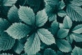 Natural retro nostalgia background. Dark green leaves close-up. Nature vintage wallpapers