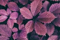 Natural retro nostalgic autumn background. Purple leaves close-up. Fall season nature vintage wallpapers