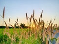 Natural rice fields in Pattani, Thailand