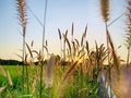 Natural rice fields in Pattani, Thailand