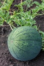 Natural ripe, juicy, organic watermelon growing in the field or garden. Russian homemade product. Autumn harvest time in the farm. Royalty Free Stock Photo